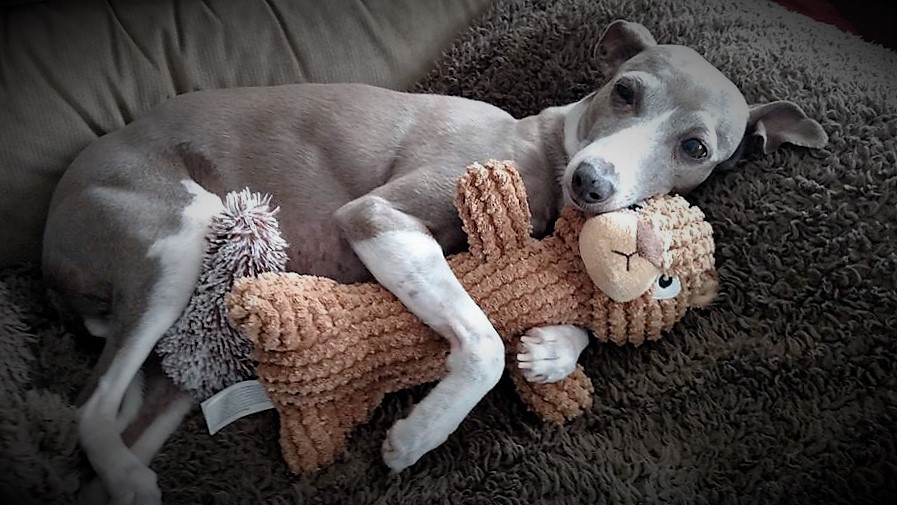 italian greyhound puppy grey